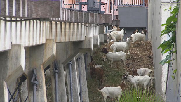 ctm-083117-goats-below-railway.jpg 